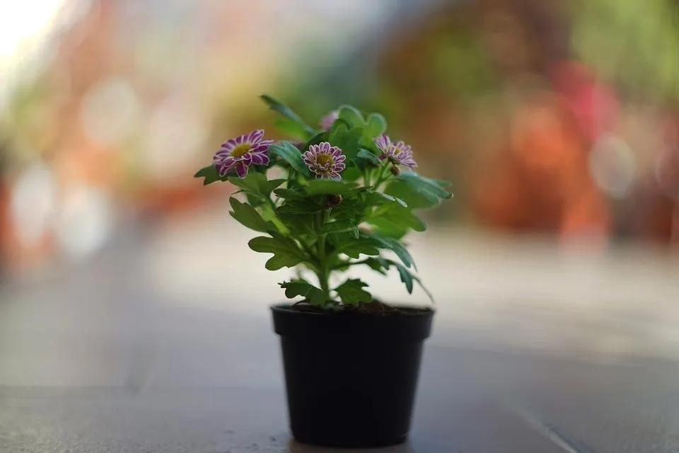 chrysanthemum mini bokeh.jpg