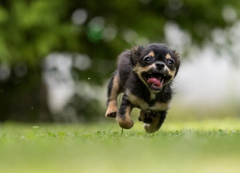 dog-1801419_960_720.jpg