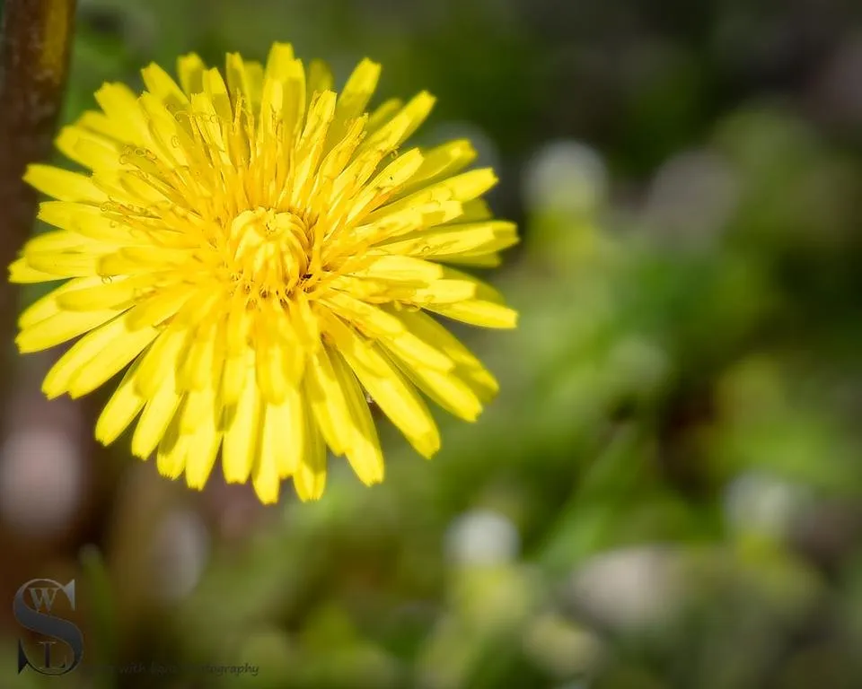1 dandelions-3.jpg