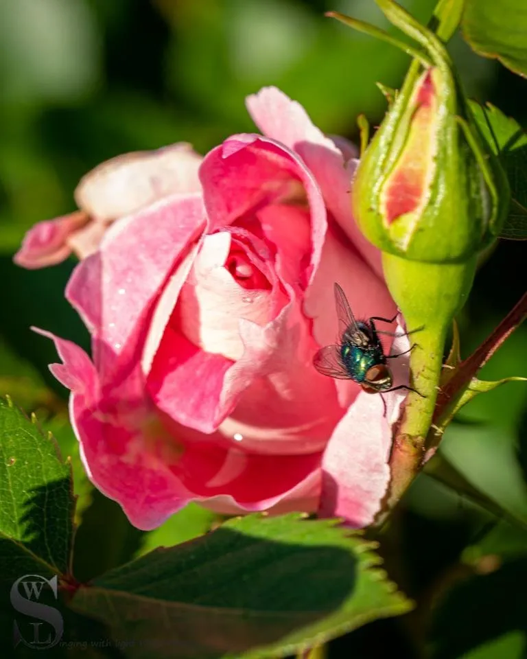 1beautiful and sublime sunday flowers and friends.jpg