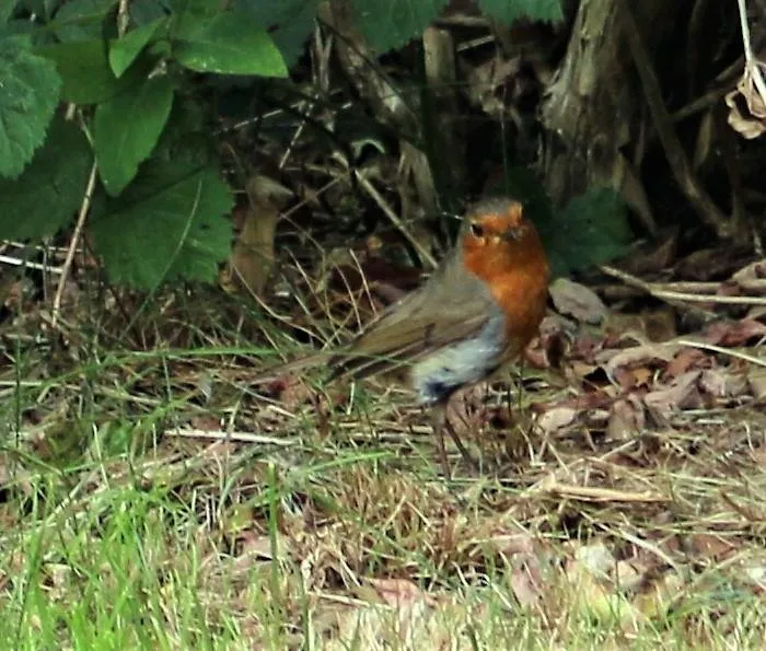 robin1.jpg