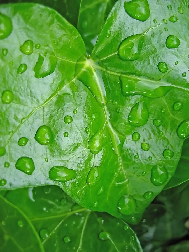 leaf-after-rain-1397121.jpg