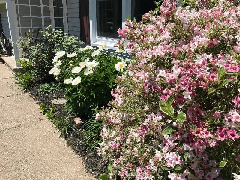 a sidewalk garden 1.jpg