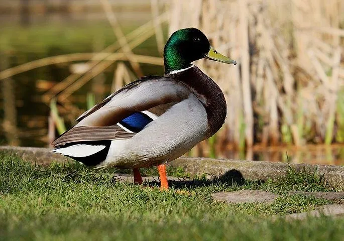 mallard-3251842__480.jpg