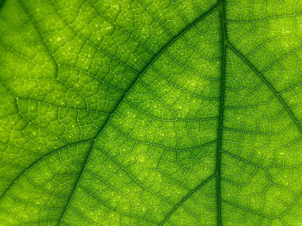 leaf-1209927_1280.jpg