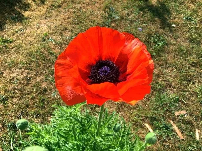 08schlafmohn.JPG