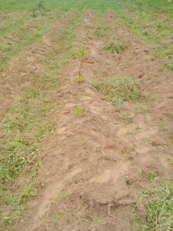 Lenovo_A1000_IMG_20180916_125504.jpg