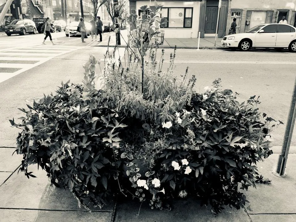 Bathtub Planter BW.jpg