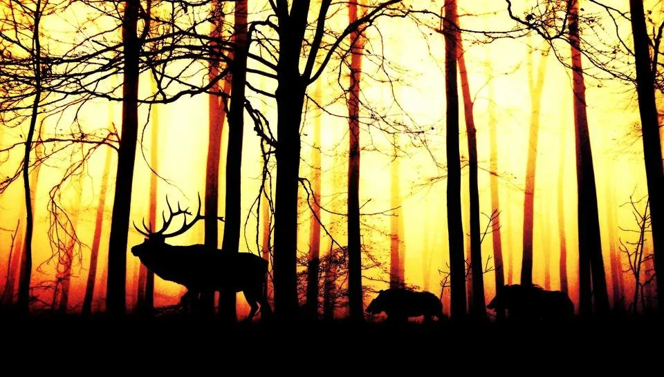 forest-1818690_1920.jpg