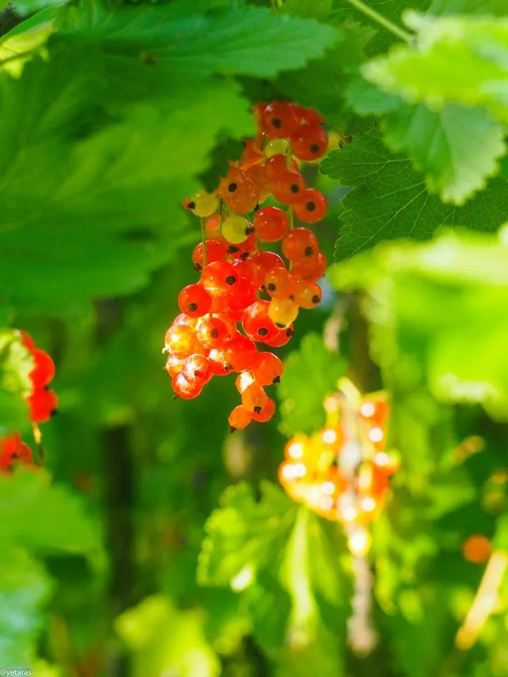 red currant photo 3.jpg