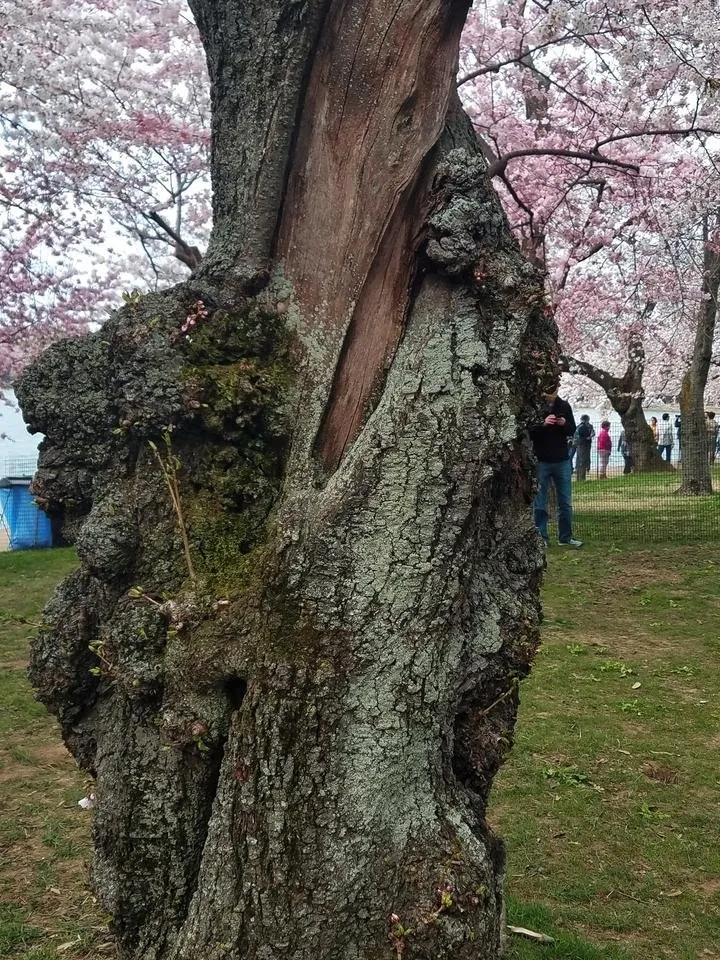 20190330_103342 Tree Tuesday.jpg