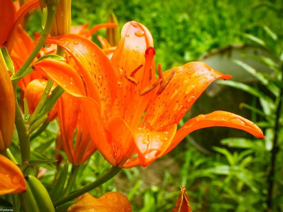 royal lily orange 3.jpg