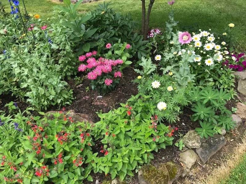 a flower garden a.jpg