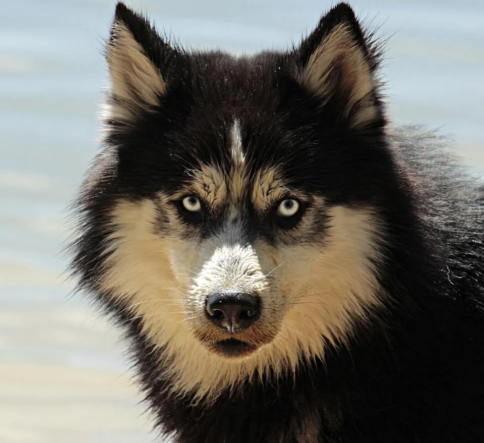 husky-3380548.jpg