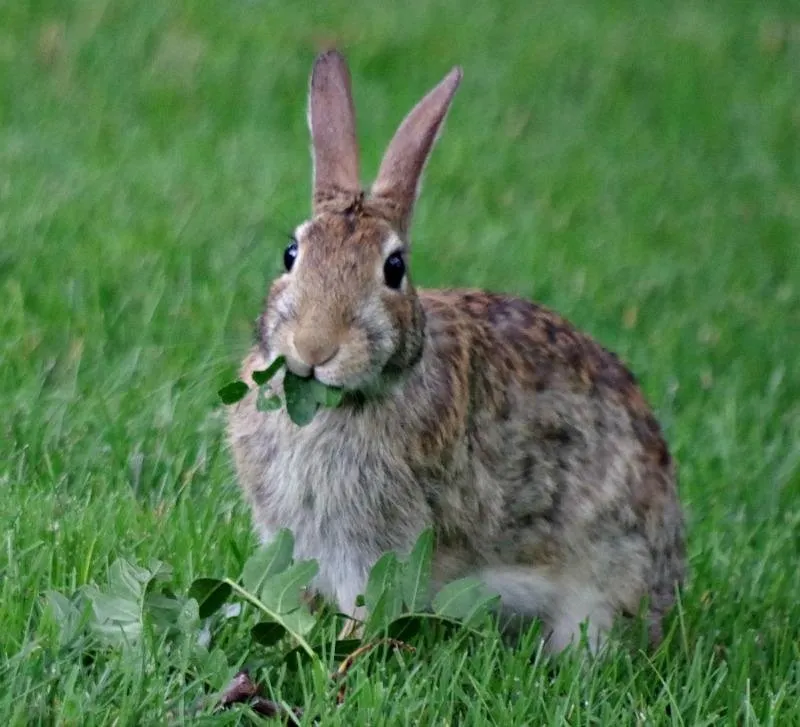 animalsunday (2).jpg