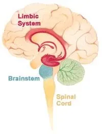 Brain_limbicsystem.jpg