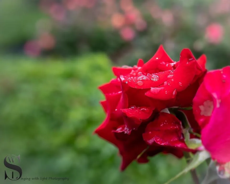 1 Sublime Sunday Flowers lensbaby-2.jpg