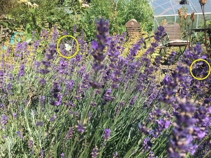 lavendel.JPG