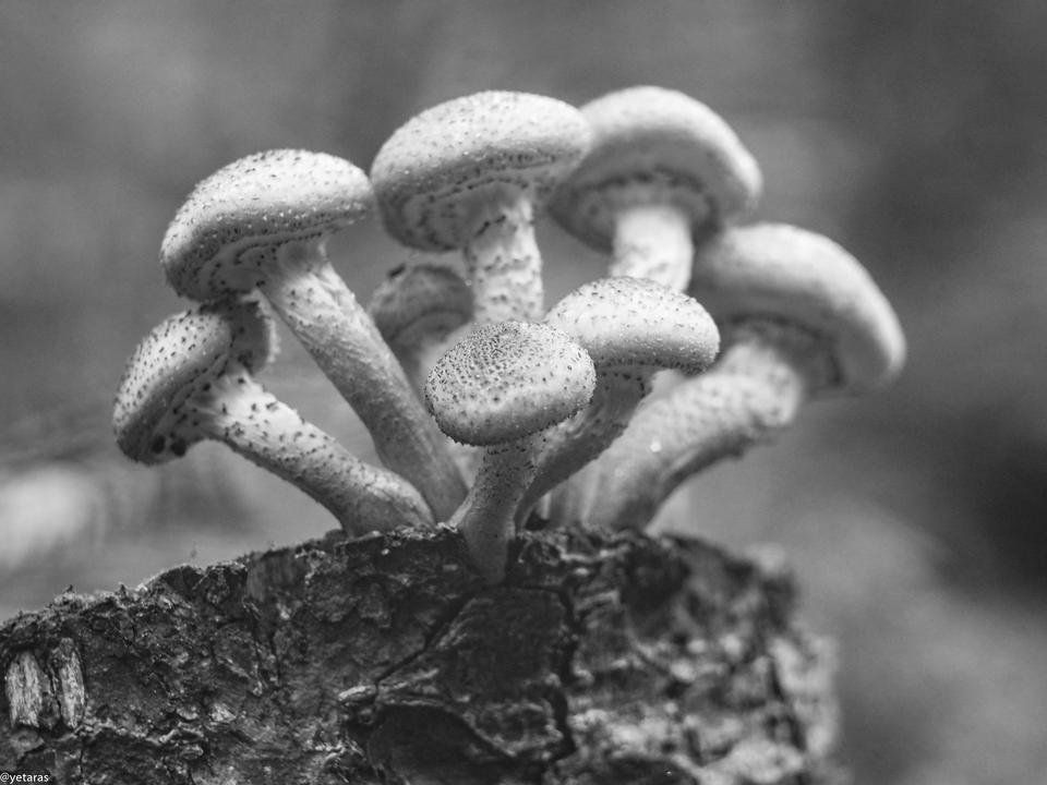 honey mushrooms bw_.jpg