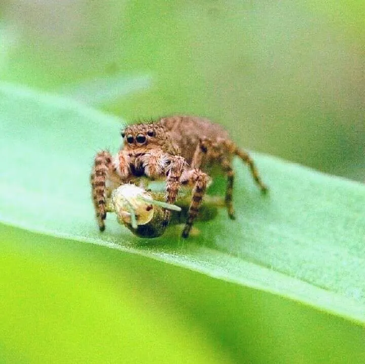 spidersofindia___BeerarknltZ___~2.jpg