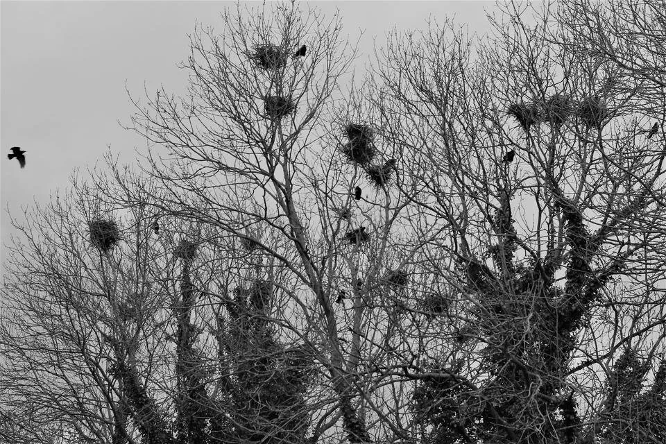crows nests.jpg