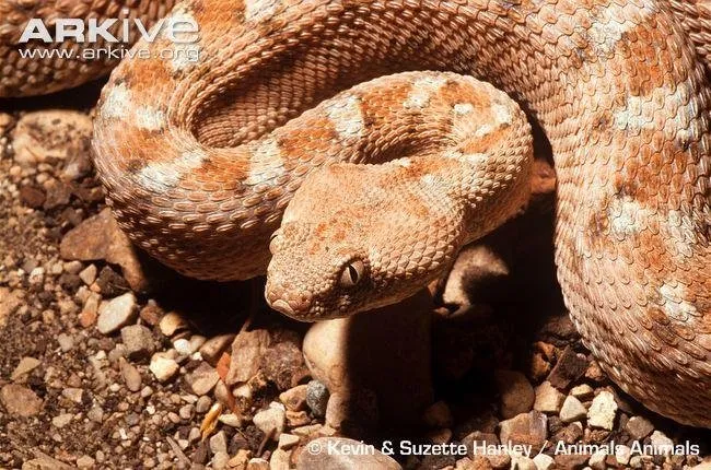 Close-up-of-Palestine-saw-scaled-viper.jpg