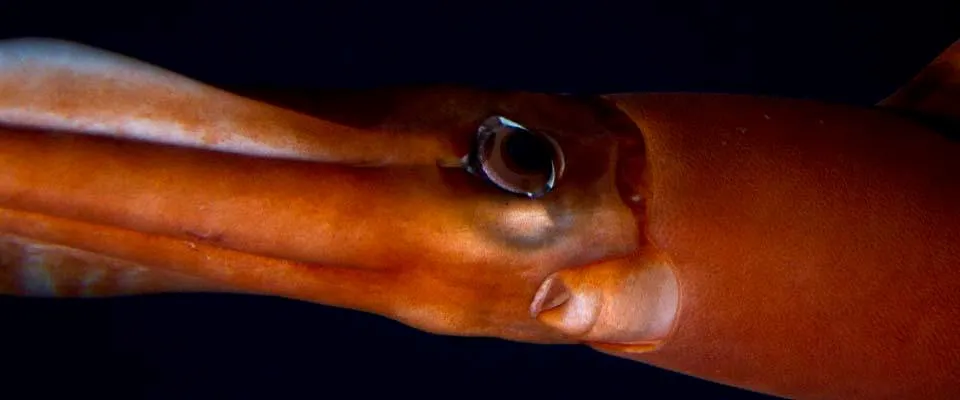 Deep-sea squid