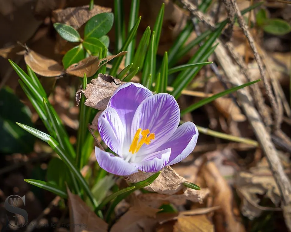 1 flowers MD-2.jpg