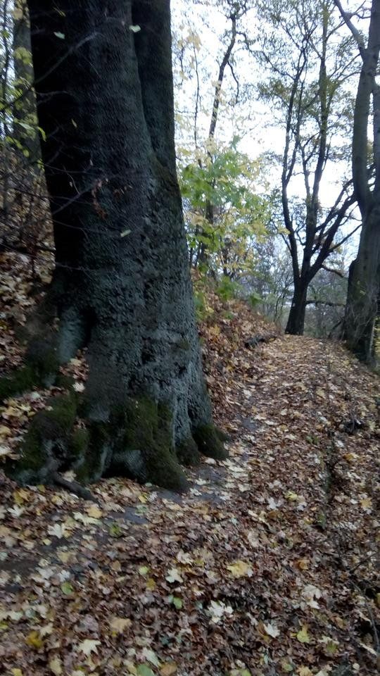 IMG_20181027_163836.jpg