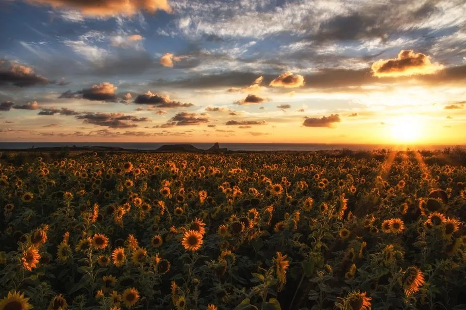 Rhossili Gower Sunflowers - by steve j huggett.jpg