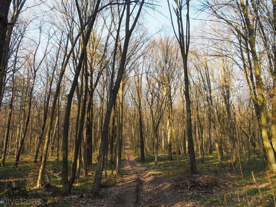 spring forest shots 5.jpg