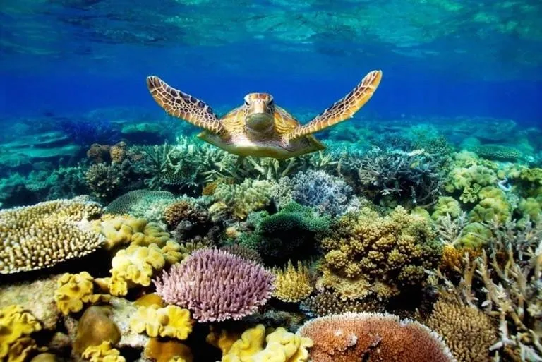 Great-Barrier-Reef2-768x513.jpg