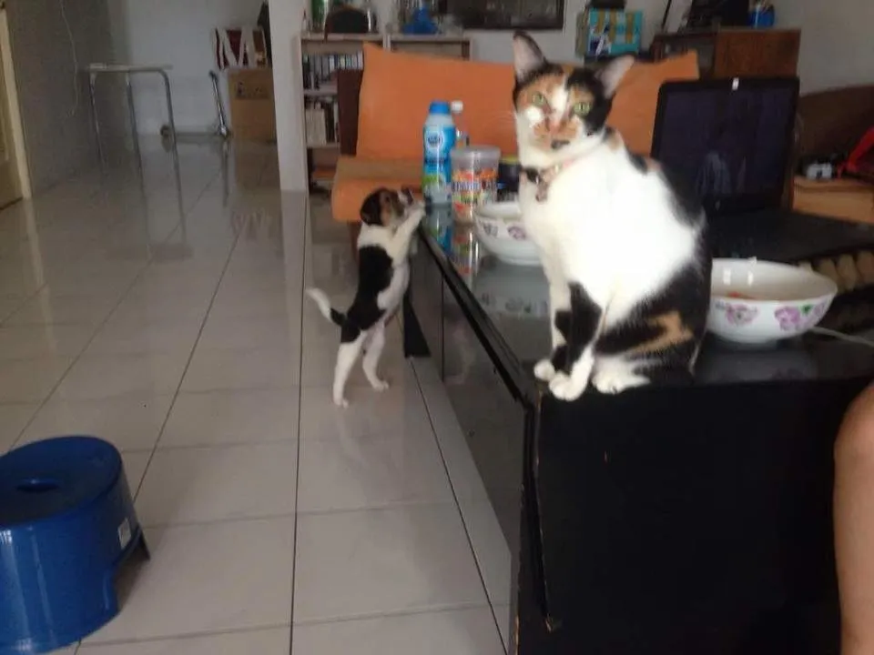 WhatsApp Image 2018-08-01 at 15.51.43.jpeg
