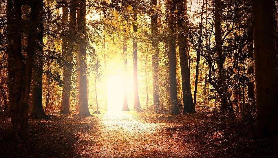 forest-3740858_1280.jpg