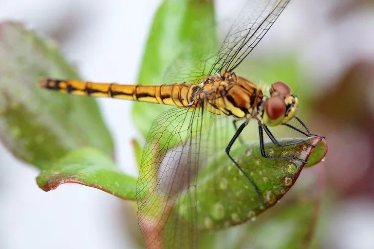 Dragonfly-58d94b2c5f9b584683b7b5d9.jpg