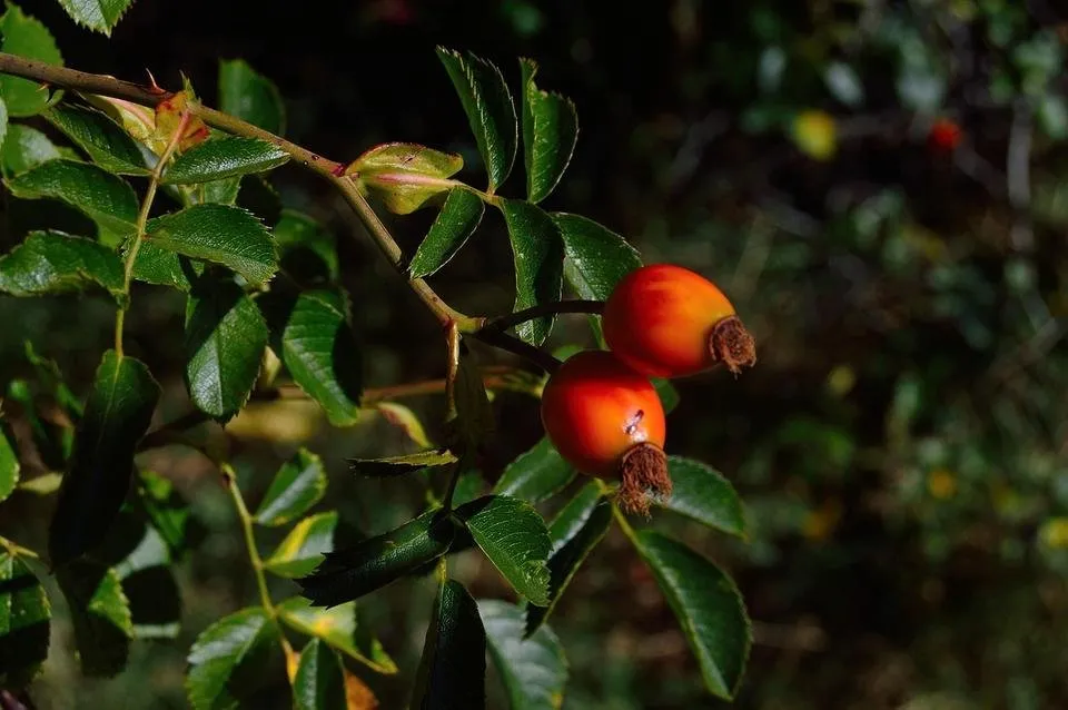 goji berry.jpg