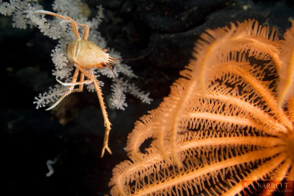 Squat Lobster next to Crinoid