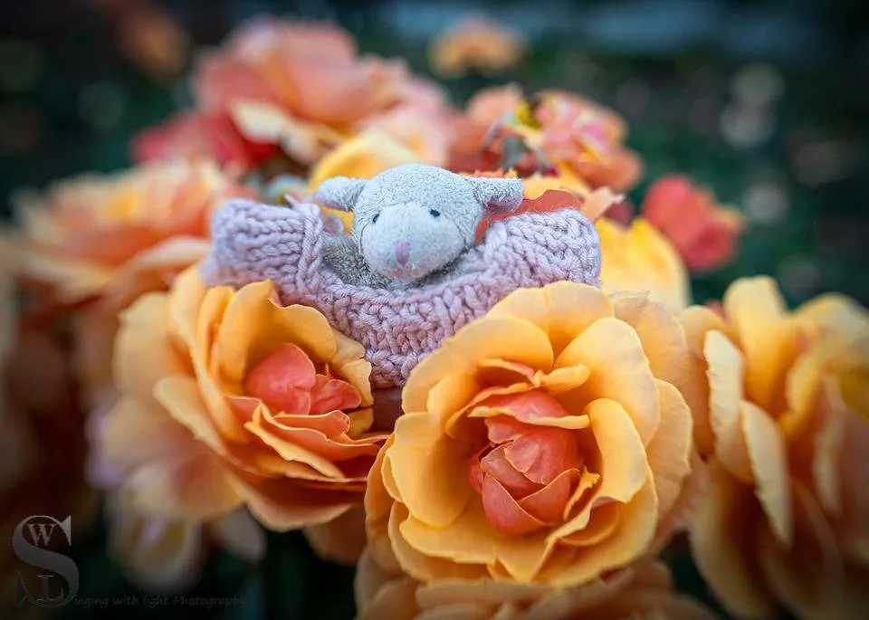 1 Bahbahra stop and smell the roses-3.jpg