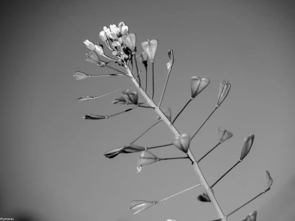 bw plants 3.jpg