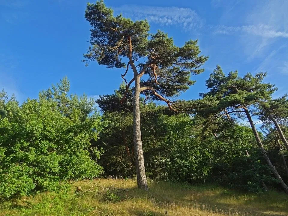 pine-567687_1920.jpg