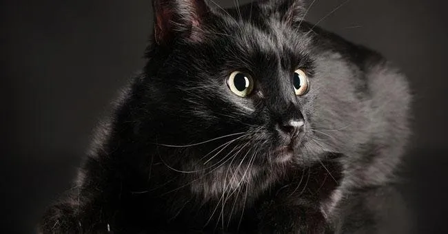 kucing.jpg