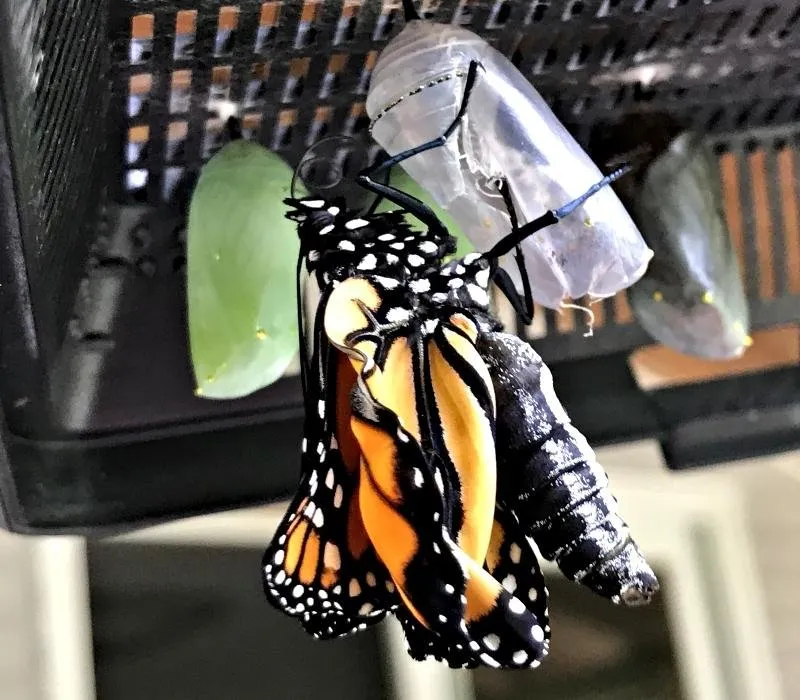 a chrysalis 5.jpg