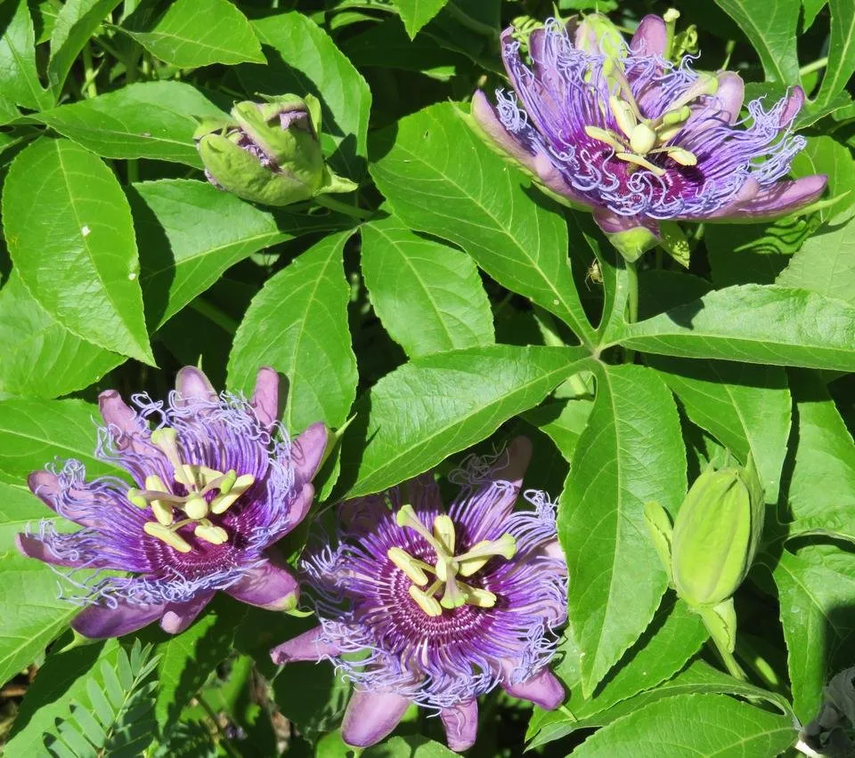 PassionFlower1.JPG