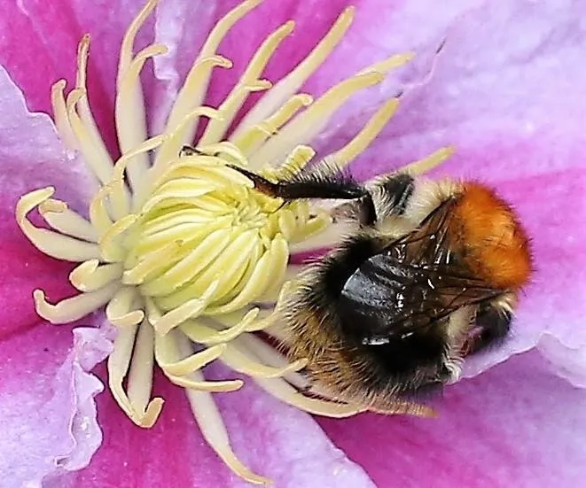 bee sleeping.jpg