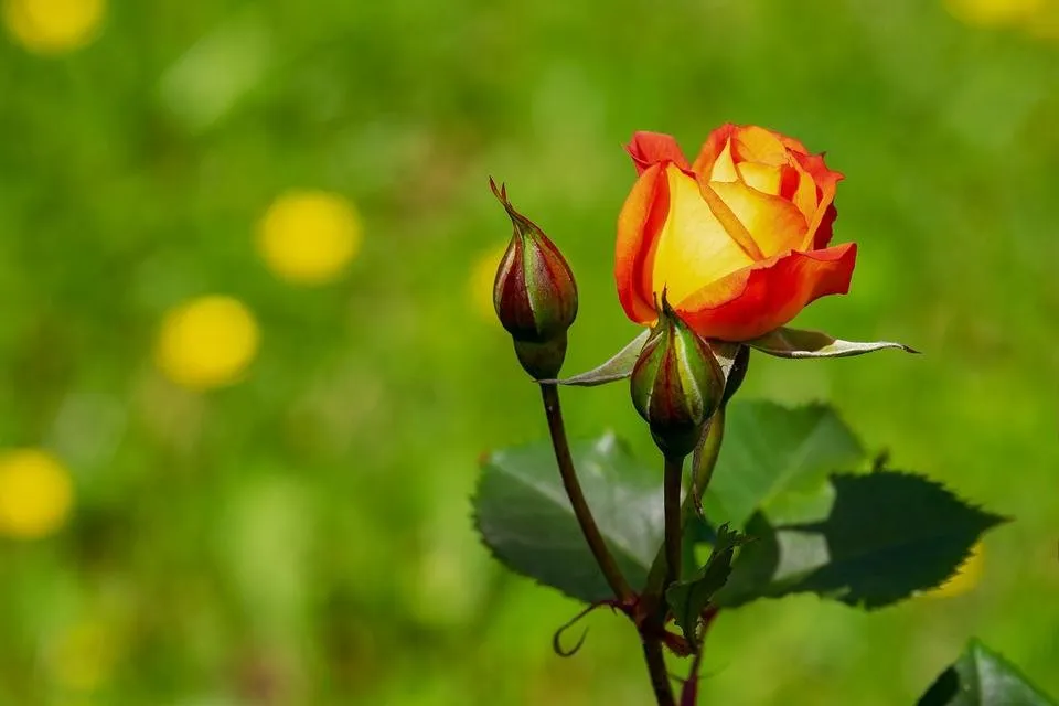 rose-3431316_1280.jpg