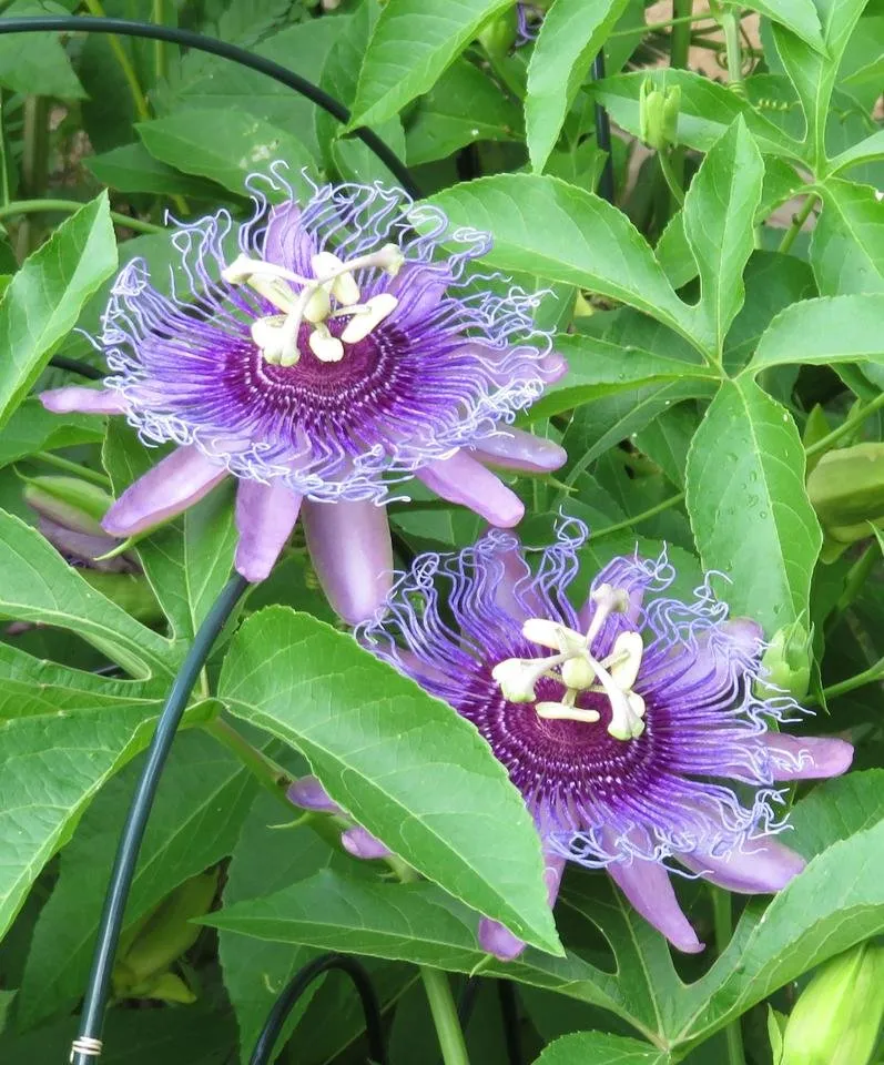 PassionFlower3.JPG