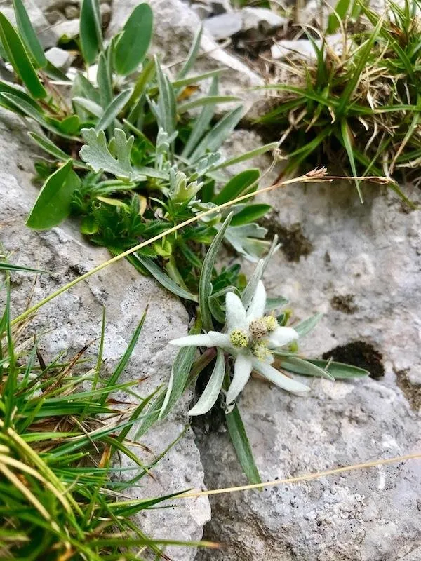 Hochstuhl_Klettersteig_Edelweiss.JPG