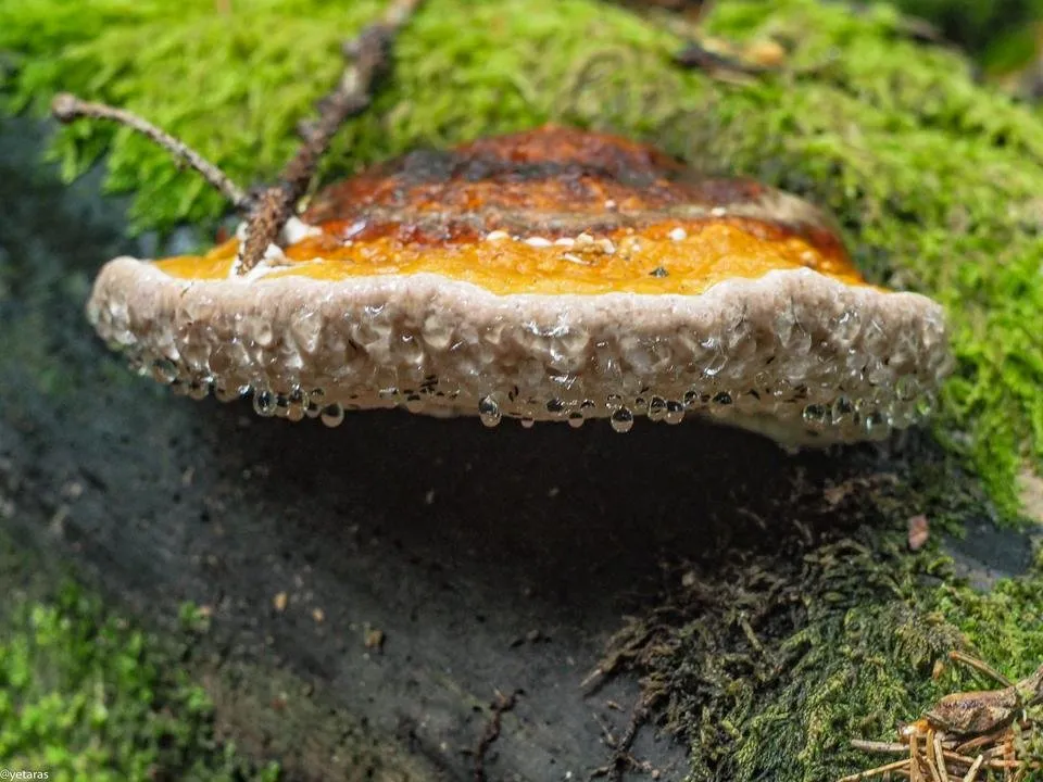 water drops on fomitopsis pinicola 3.jpg