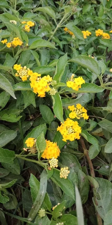 IMG20180907174513.jpg