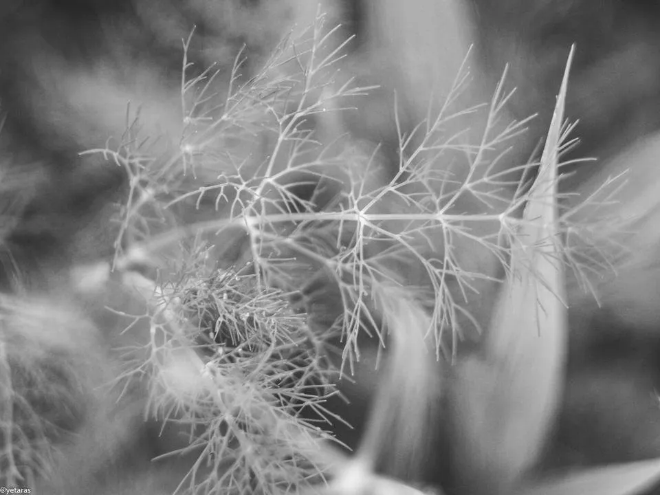 bw plants 5.jpg